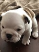 Small Photo #4 English Bulldogge Puppy For Sale in GRAY COURT, SC, USA
