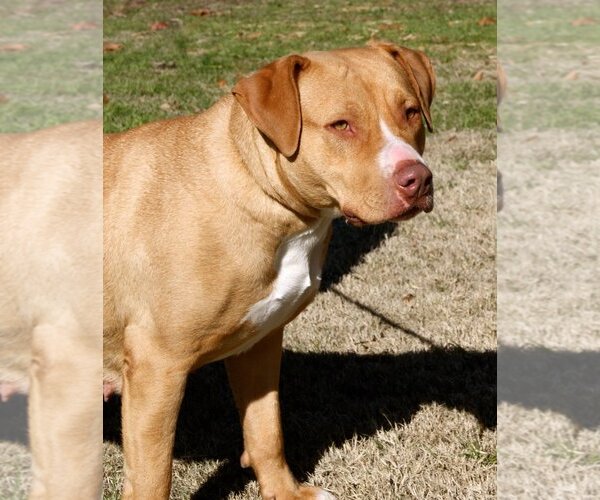 Medium Photo #6 American Pit Bull Terrier Puppy For Sale in Royse City, TX, USA