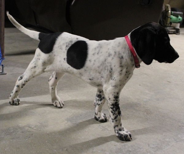 Medium Photo #1 German Shorthaired Pointer Puppy For Sale in KANSAS CITY, KS, USA