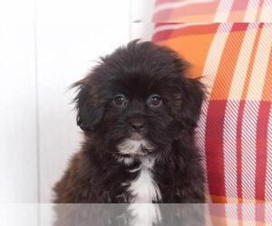 Shih-Poo Puppy for sale in BEL AIR, MD, USA