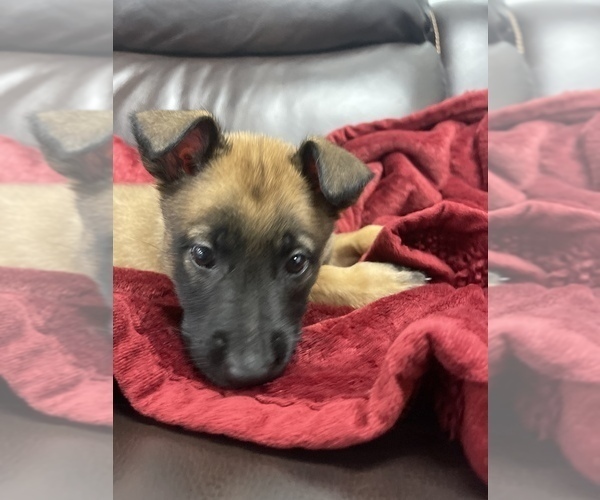 Medium Photo #103 Belgian Malinois Puppy For Sale in REESEVILLE, WI, USA