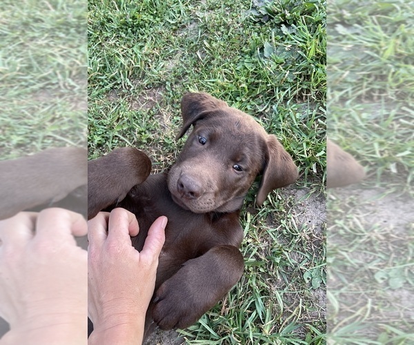 Medium Photo #17 Labrador Retriever Puppy For Sale in SWANTON, MD, USA