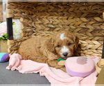 Small #3 Goldendoodle-Poodle (Toy) Mix