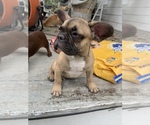Small Photo #2 French Bulldog Puppy For Sale in DURANTS NECK, NC, USA
