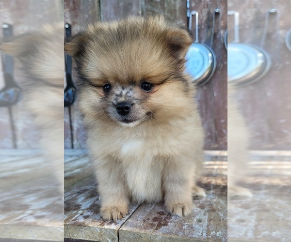 Medium Photo #2 Pomeranian Puppy For Sale in ORRVILLE, OH, USA