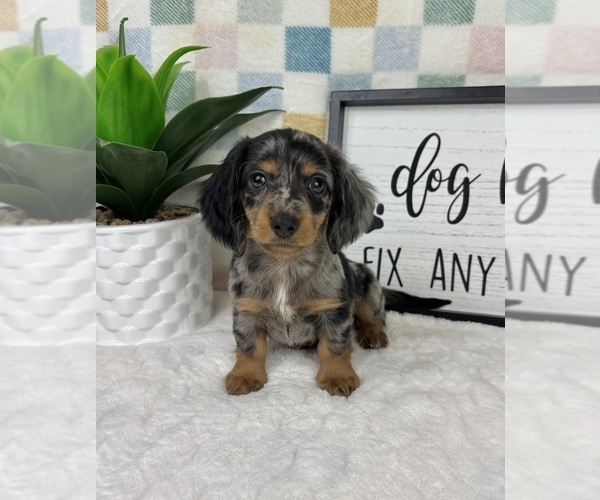 Medium Photo #2 Dachshund Puppy For Sale in FRANKLIN, IN, USA