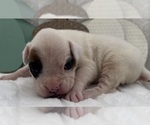 Small #9 Boxer