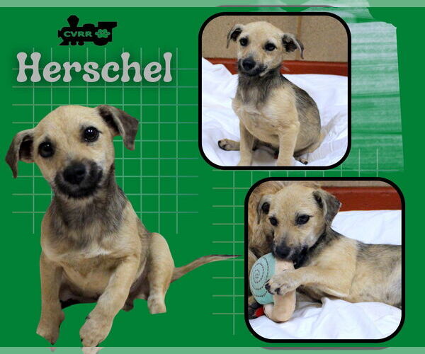 Medium Photo #2 Mutt Puppy For Sale in Lindsay, CA, USA