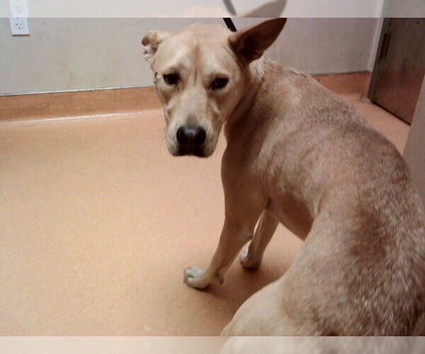 Medium Photo #1 Labrador Retriever-Unknown Mix Puppy For Sale in Martinez, CA, USA