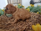 Small Photo #1 Cavalier King Charles Spaniel Puppy For Sale in FARMINGTON, MO, USA