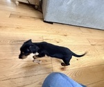 Small #4 Dorkie