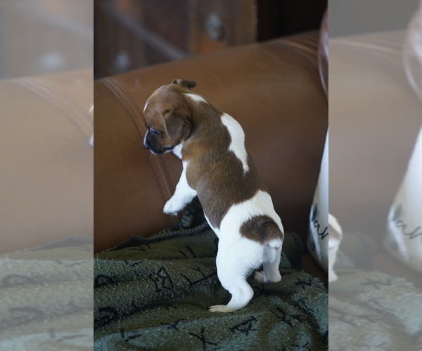 Medium Photo #10 Jack Russell Terrier Puppy For Sale in BELLVILLE, TX, USA