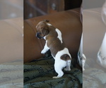 Small #9 Jack Russell Terrier