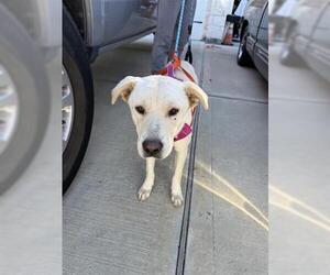 Labrador Retriever Dogs for adoption in Houston, TX, USA