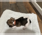Small #10 French Bulldog
