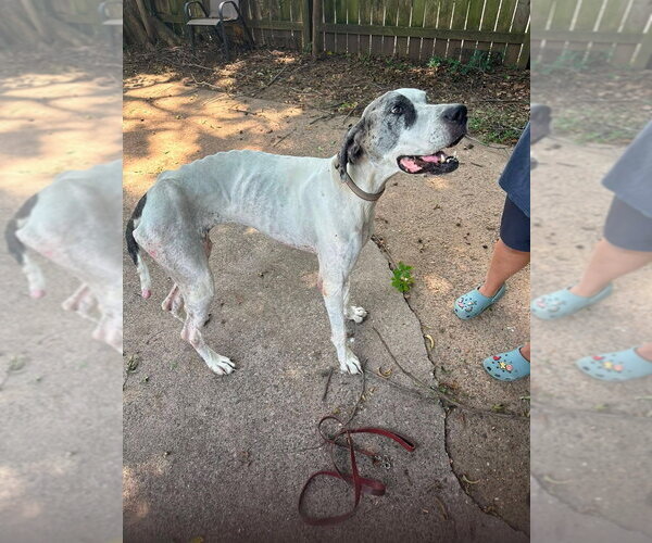Medium Photo #1 Great Dane Puppy For Sale in Bullard, TX, USA
