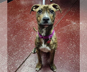 Wini - Female Mutt Dog for Adoption - Photo #13