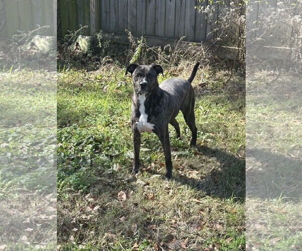 Medium Photo #2 American Pit Bull Terrier-Labrador Retriever Mix Puppy For Sale in Jackson, MS, USA
