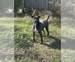 Bruno - Male American Pit Bull Terrier-Labrador Retriever Mix Dog for Adoption - Photo #2