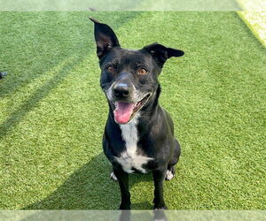 Mutt Dogs for adoption in Orange, CA, USA