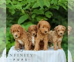 Small #1 Goldendoodle (Miniature)