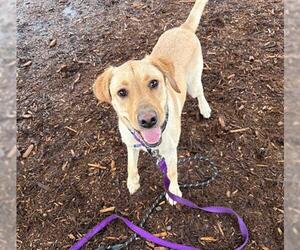 Labrador Retriever Dogs for adoption in Denver, CO, USA
