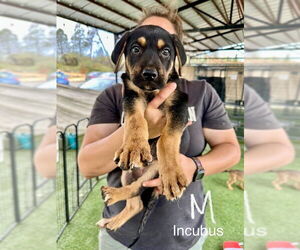 Medium German Shepherd Dog Mix