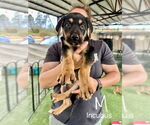 Small German Shepherd Dog Mix