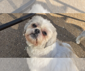 Shih Tzu Dogs for adoption in Springdale, PA, USA