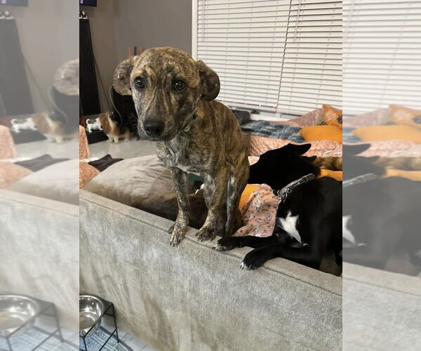 Medium Photo #6 Mutt Puppy For Sale in Brewster, NY, USA