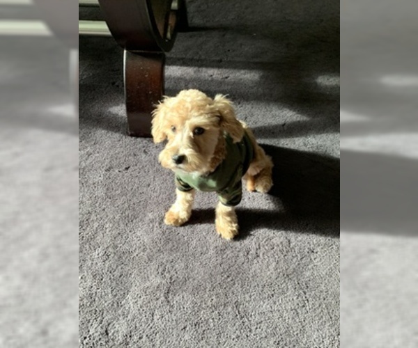 Medium Photo #4 Maltipoo-Morkie Mix Puppy For Sale in BROWN DEER, WI, USA