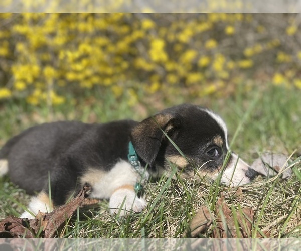 Medium Photo #14 Pembroke Welsh Corgi Puppy For Sale in PERKINSVILLE, VT, USA