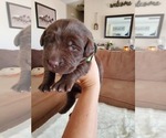 Small Photo #2 Labrador Retriever Puppy For Sale in APPLE VALLEY, CA, USA