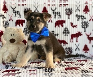 German Shepherd Dog Puppy for sale in LANCASTER, PA, USA