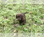 Small Photo #1 Labrador Retriever Puppy For Sale in STUTTGART, AR, USA