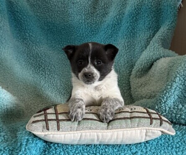 Medium Photo #2 Pomeranian Puppy For Sale in CURTISS, WI, USA