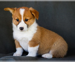 Small Photo #28 Pembroke Welsh Corgi Puppy For Sale in WAKARUSA, IN, USA