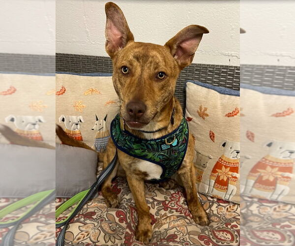 Medium Photo #3 Mutt Puppy For Sale in Ellijay, GA, USA