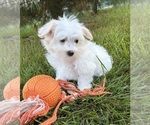 Gus - Male Maltese Puppy for Sale - Photo #4