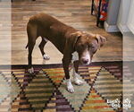 Small #3 Labrador Retriever Mix