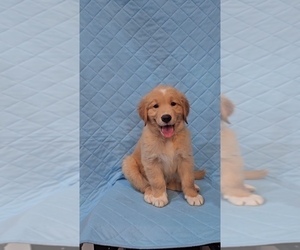Goldendoodle Puppy for Sale in VAIL, Arizona USA