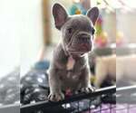 Small #6 French Bulldog
