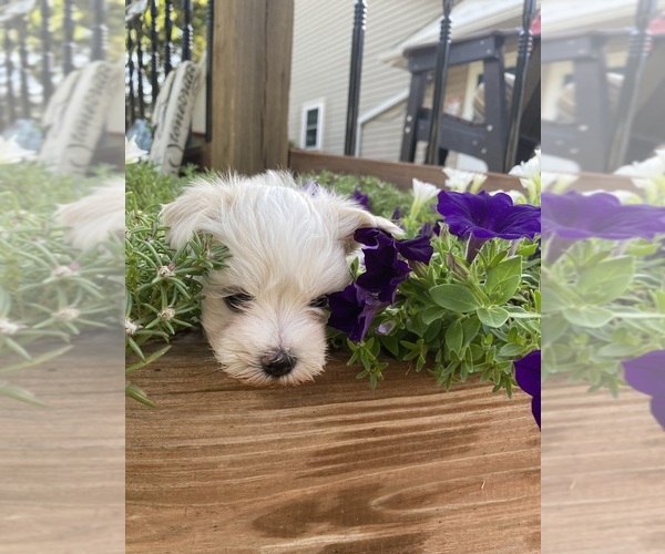 Medium Photo #8 Maltese Puppy For Sale in FREDONIA, KS, USA