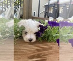 Small #7 Maltese