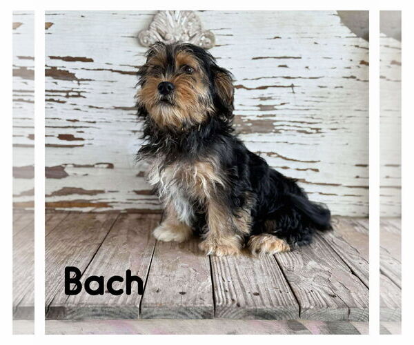 Medium Photo #1 Mutt Puppy For Sale in Boonton, NJ, USA