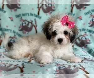Zuchon Puppy for sale in LAKELAND, FL, USA