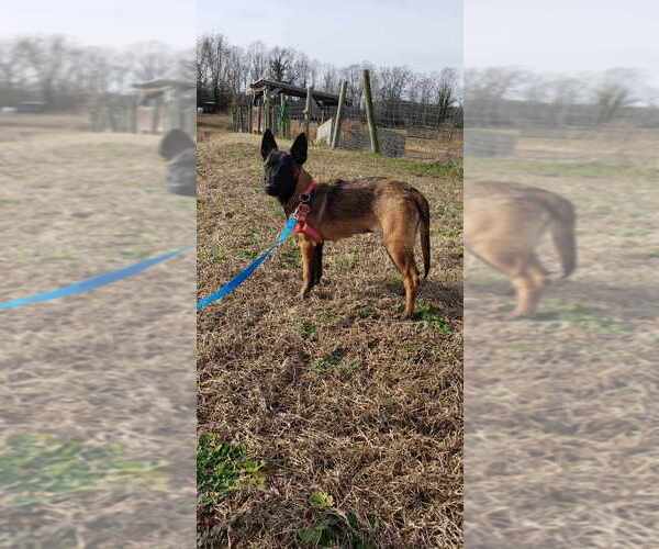 Medium Photo #2 Mutt Puppy For Sale in Imlay City, MI, USA