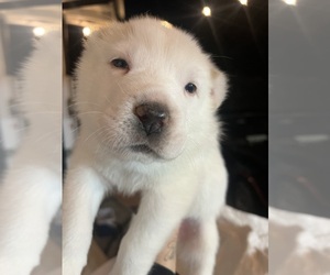 Central Asian Shepherd Dog Puppy for Sale in PICO RIVERA, California USA