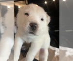Small Photo #1 Central Asian Shepherd Dog Puppy For Sale in PICO RIVERA, CA, USA