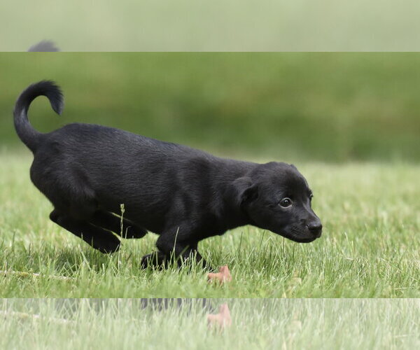 Medium Photo #3 Borador Puppy For Sale in Mechanicsburg, PA, USA